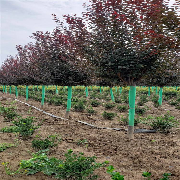 陜西周至紅葉李基地 精品紫葉李種植與批發(fā)一站式服務(wù)